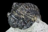 Bargain, Gerastos Trilobite Fossil - Morocco #87573-2